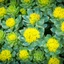 rhodiola-rosea