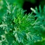 Artemisia-absinthium