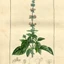 Ocimum-basilicum-03