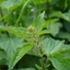 Urtica-dioica-02