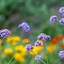 verbena-officinalis