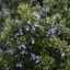 Rosmarinus-officinalis