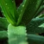 aloe-vera-3