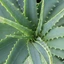 aloe-vera