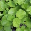 Centella_asiatica
