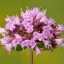 Origanum_vulgare