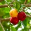 acerola