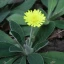 Hieracium pilosella