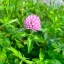 Trifolium-pratense