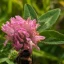 Trifolium-pratense