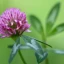 Trifolium-pratense