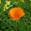 eschscholzia californica