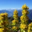 gentiana-lutea
