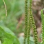 plantago major