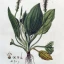 plantago major