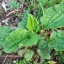 plantago major