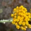 Helichrysum-italicum