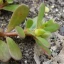 portulaca-oleracea