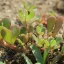 portulaca-oleracea