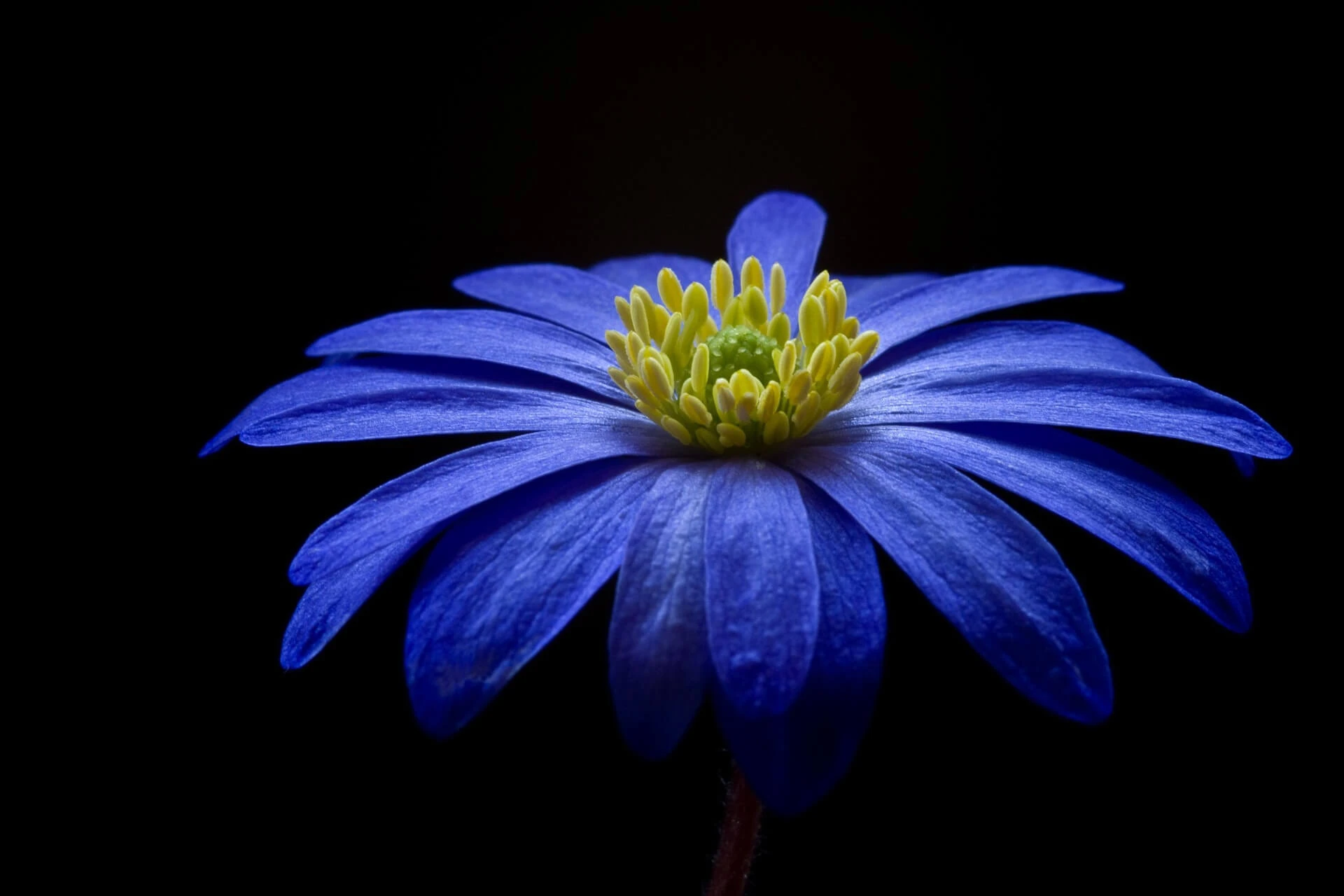 fiore