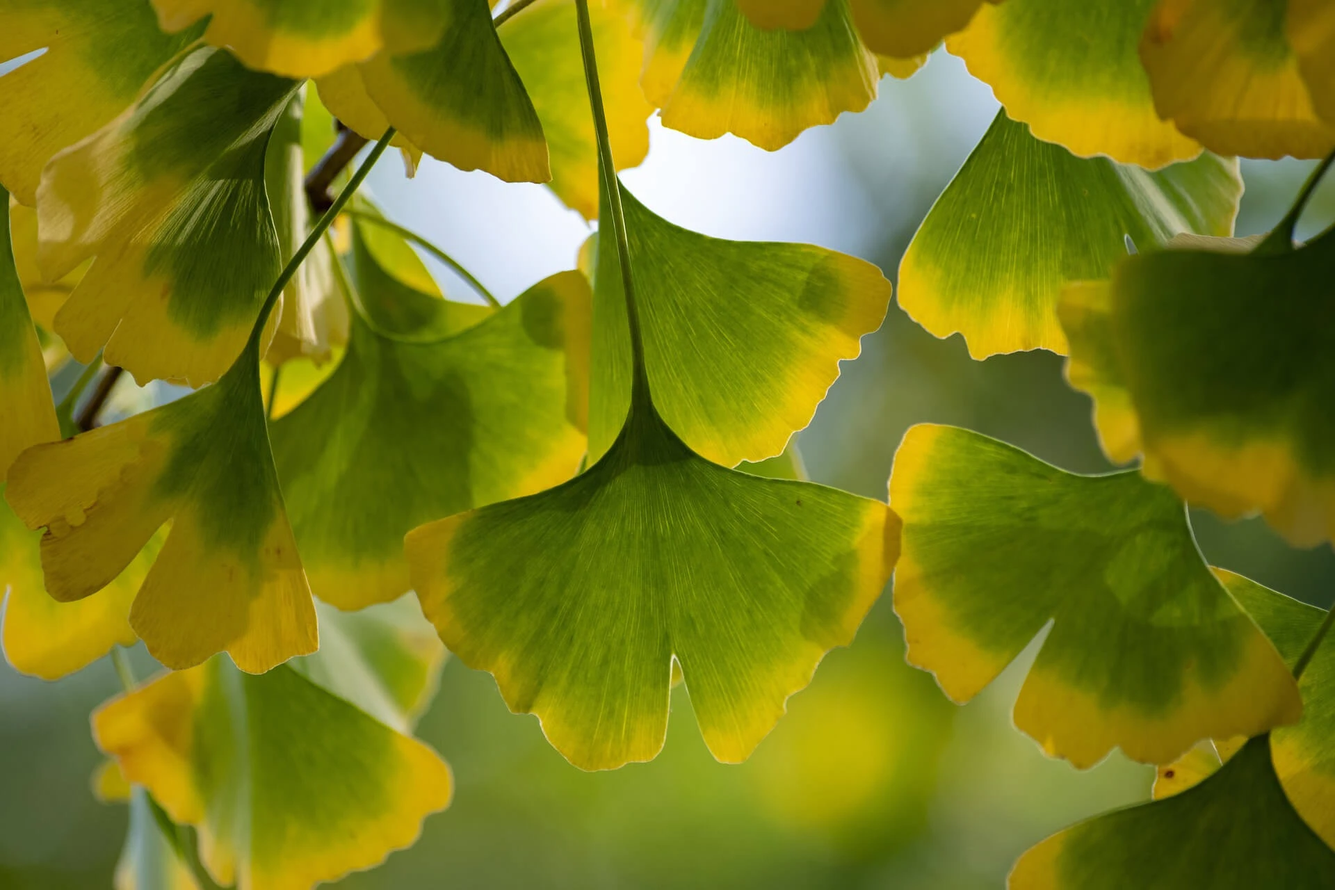 ginkgo-biloba