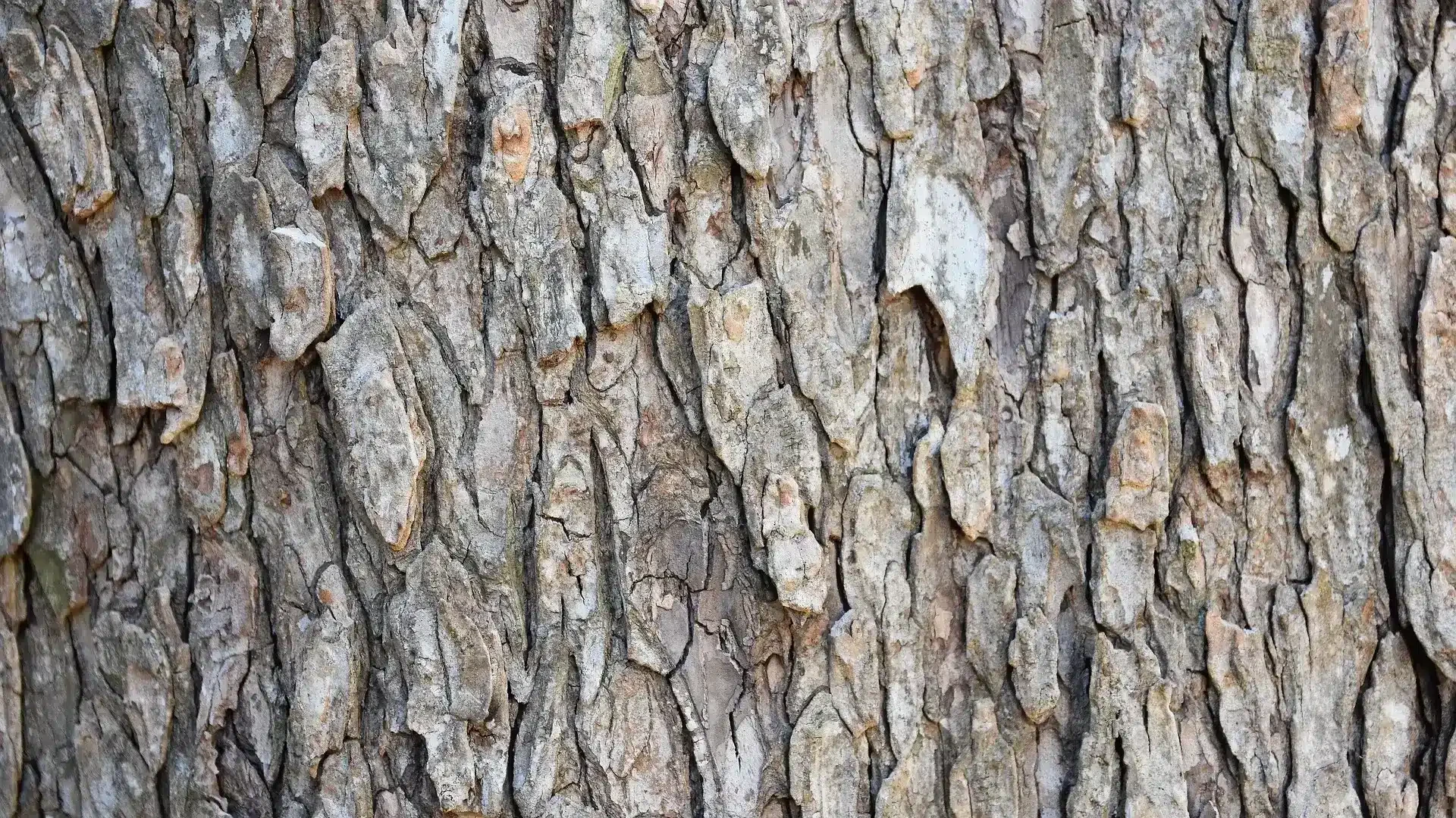 Corteccia olmo