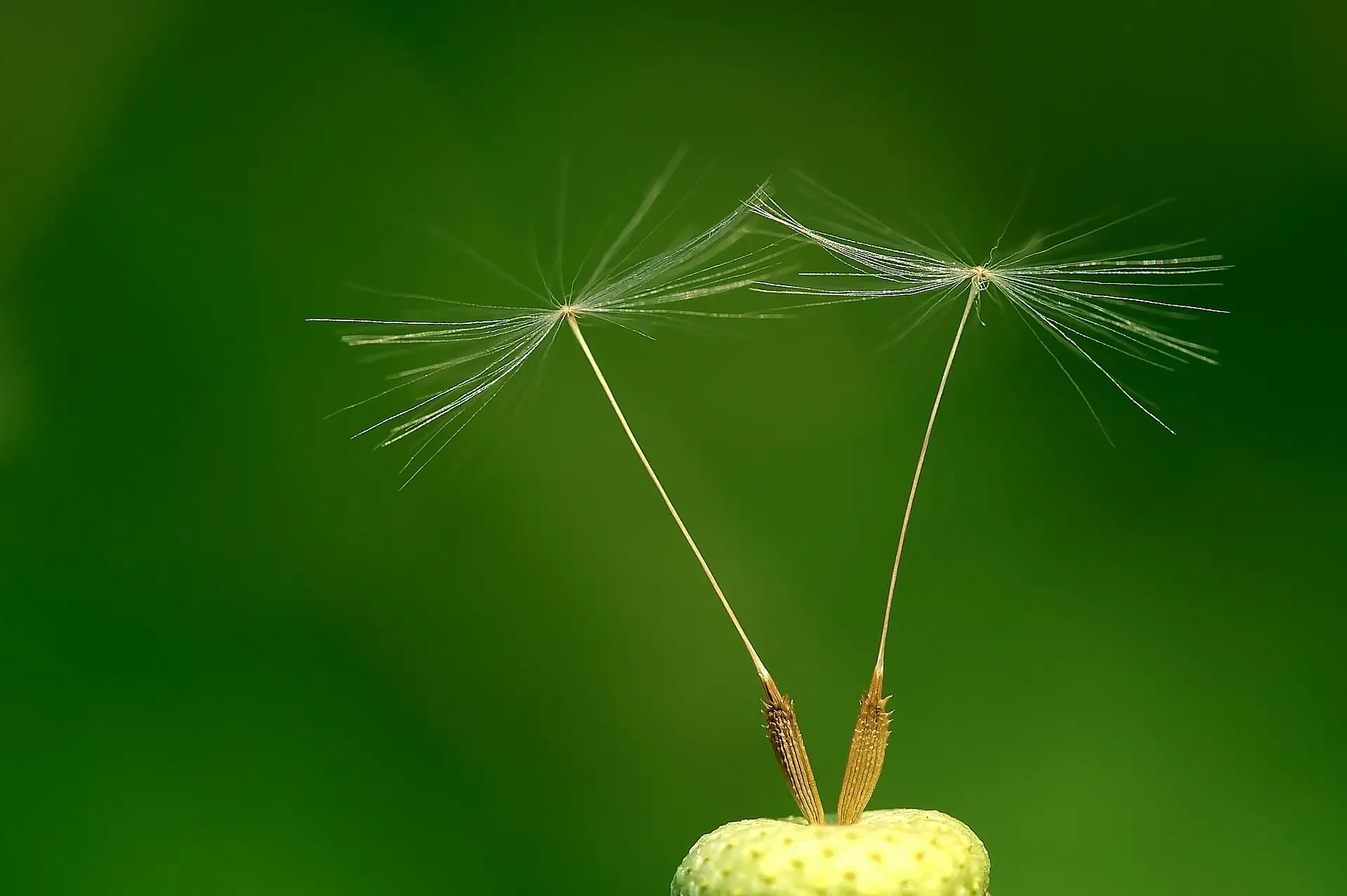Pappo di Taraxacum officinale