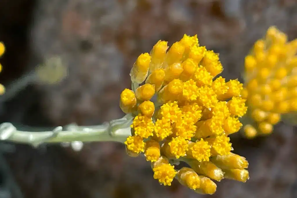 Helichrysum-italicum