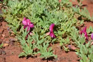 Harpagophytum procumbens
