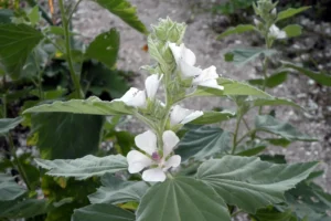 althaea officinalis